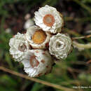 Image of Helichrysum albobrunneum S. Moore