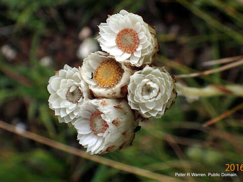 Image of Helichrysum albobrunneum S. Moore