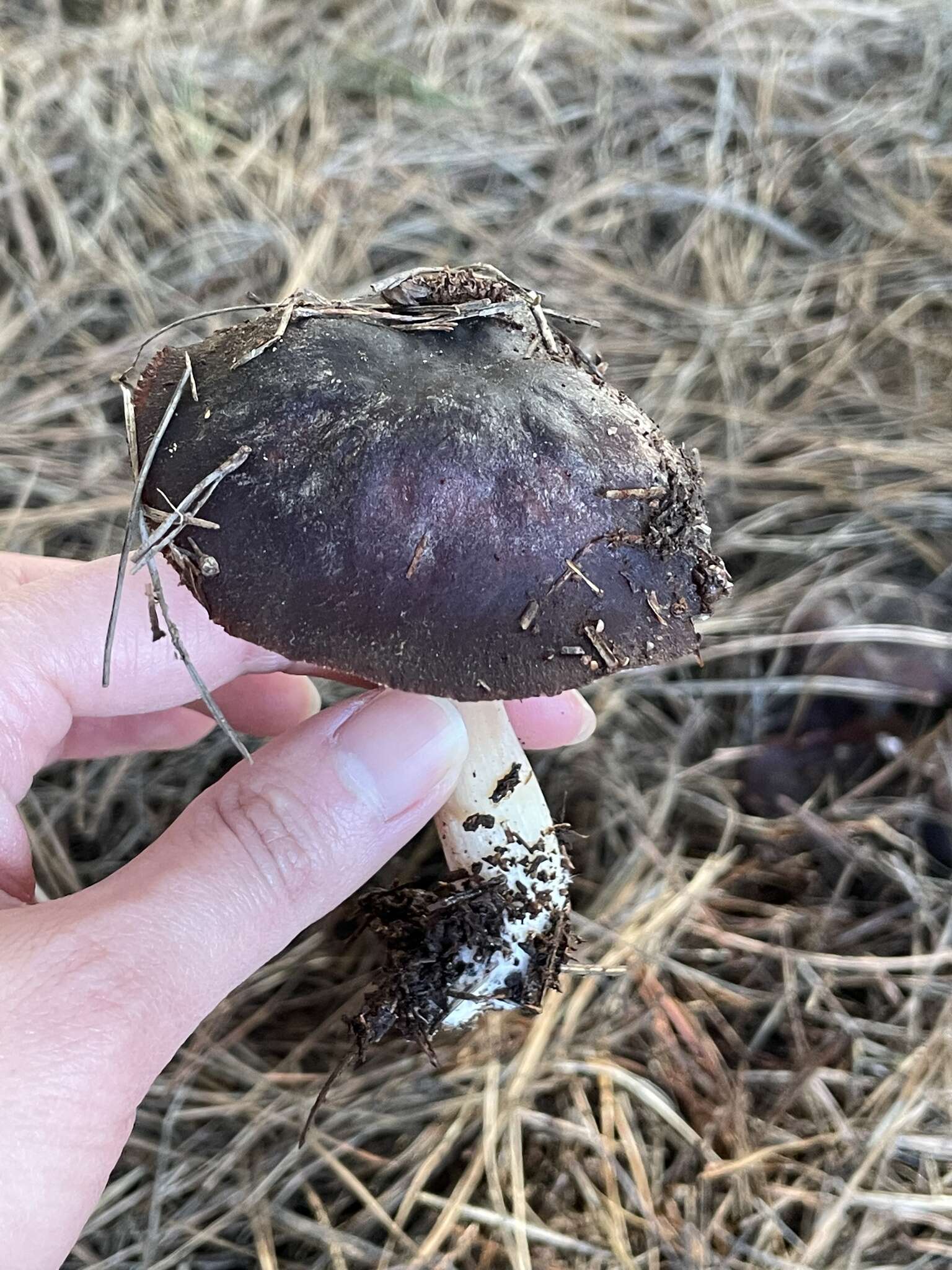 Image of Rhodocollybia purpurata (G. Stev.) J. A. Cooper 2014