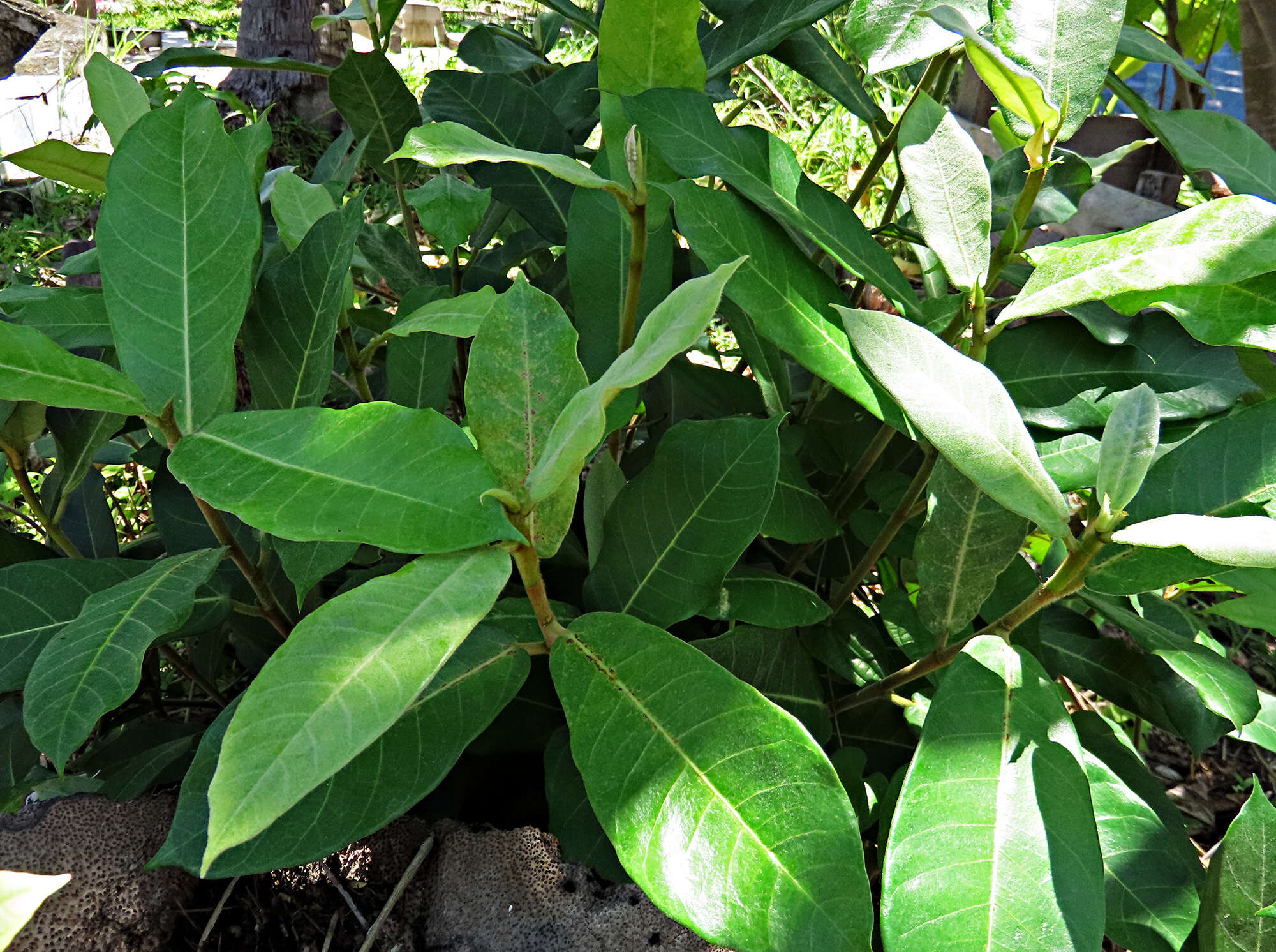 Image de Ficus drupacea Thunb.