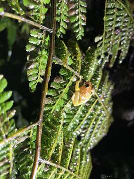 Image of Chiriboga robber frog