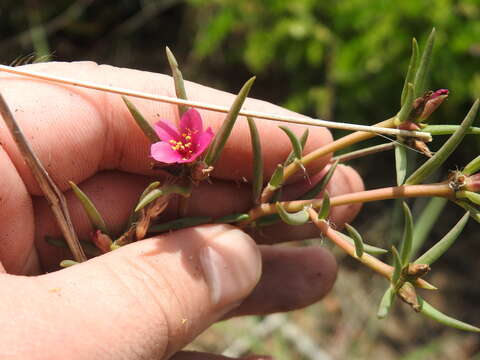 Image of Portulaca kermesina N. E. Brown