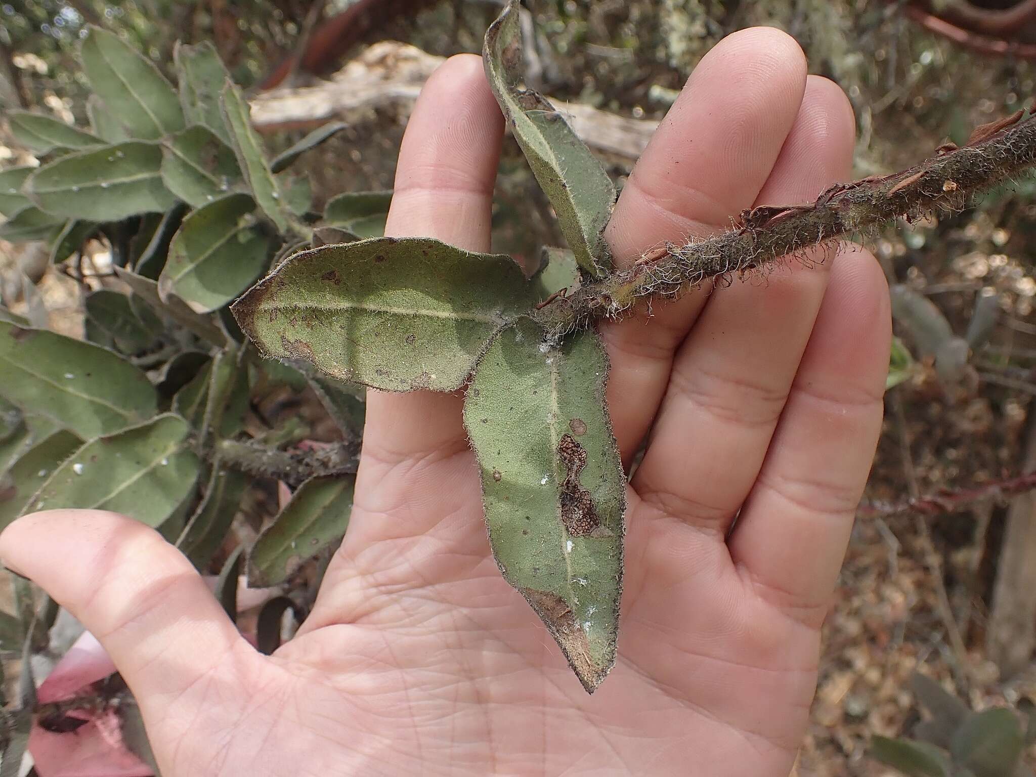 Image of Kings Mountain manzanita