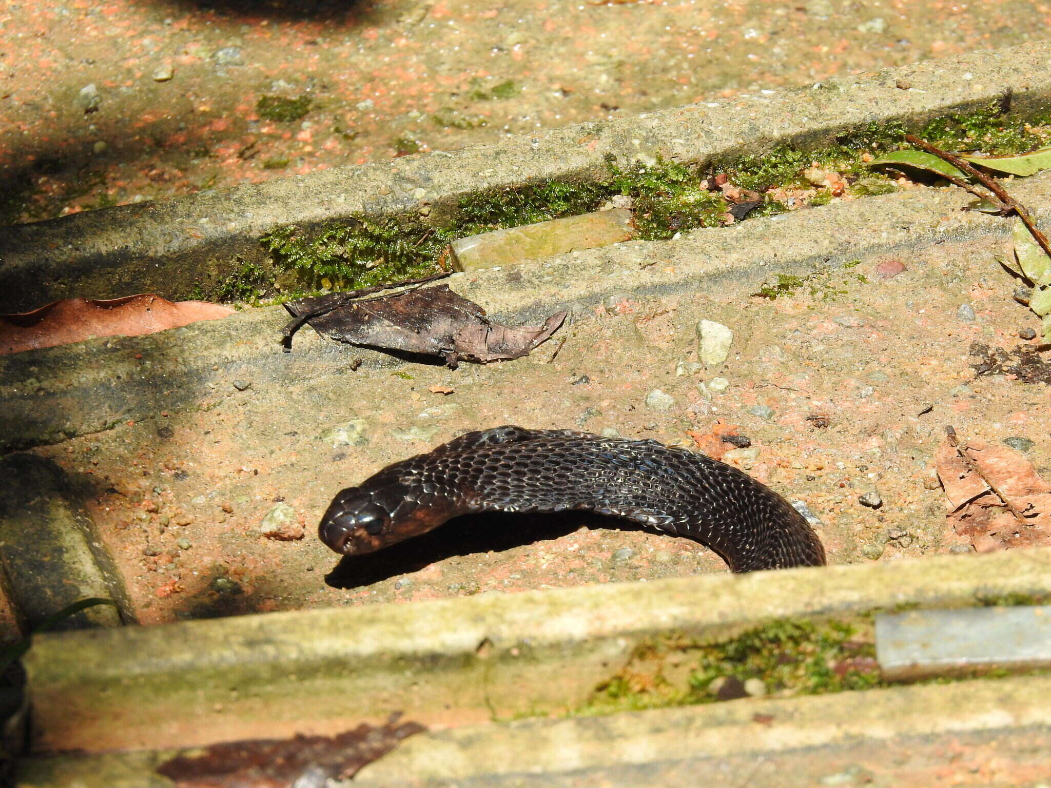 Image of Golden Spitting Cobra