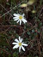 Image of Bog Mountain Daisy