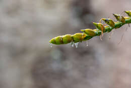 Image of Alcantarea extensa (L. B. Sm.) J. R. Grant