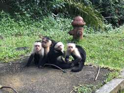 Image of white-faced capuchin