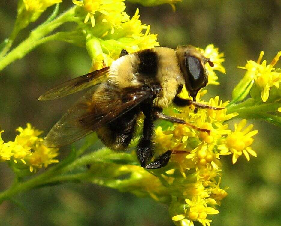 Imagem de Eristalis flavipes Walker 1849