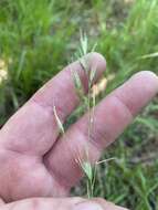 Image de Danthonia sericea Nutt.