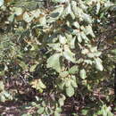 Image of Quercus mcvaughii Spellenb.