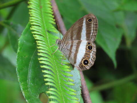 Imagem de Euptychoides albofasciata Hewitson 1869