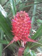 Image of Ananas comosus var. bracteatus (Lindl.) Coppens & F. Leal