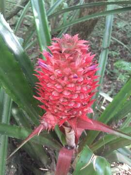 Ananas comosus var. bracteatus (Lindl.) Coppens & F. Leal的圖片