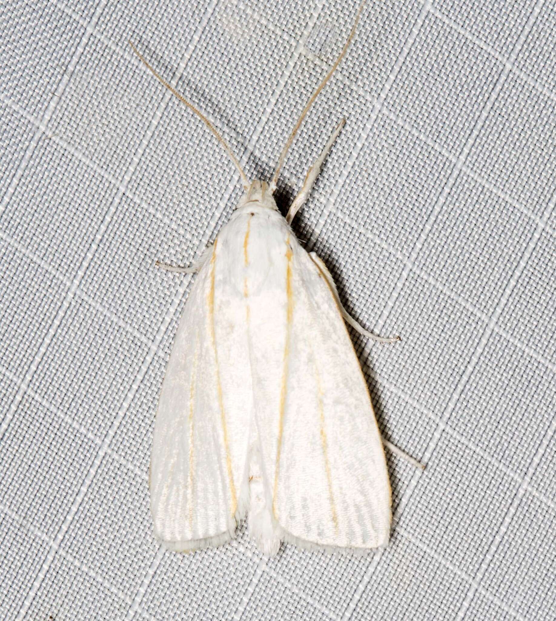 Image of Cryptophasa flavolineata Walker 1864