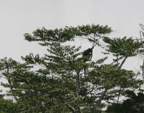 Image of Black Colobus