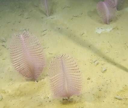 Image of thorny sea pen