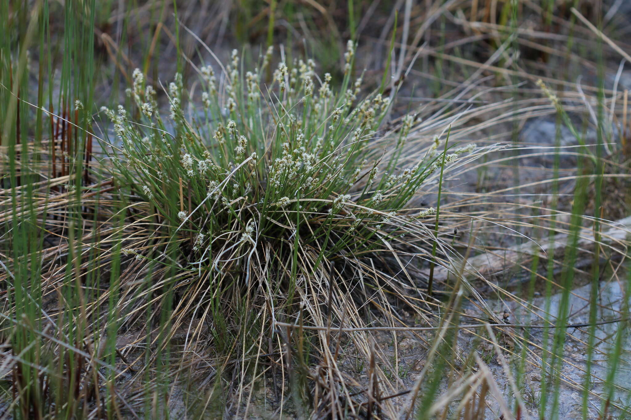 Plancia ëd Carex sterilis Willd.