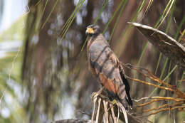 Image of Rufous Crab Hawk