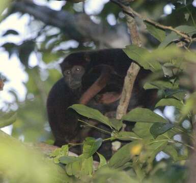 Image of Red-handed Howling Monkey