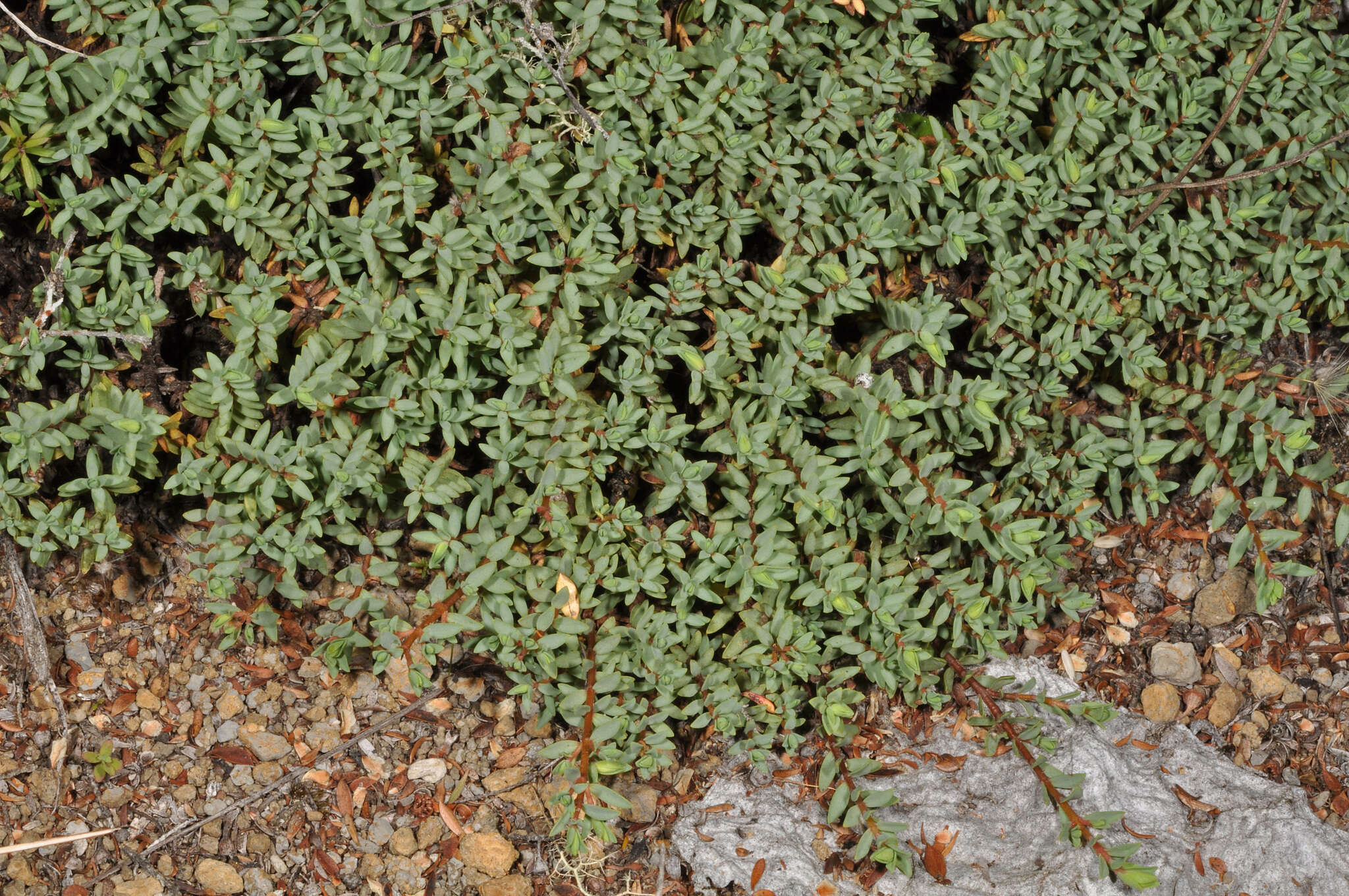 Image of Pimelea prostrata subsp. vulcanica C. J. Burrows