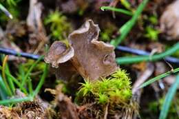 Image de Arrhenia spathulata (Fr.) Redhead 1984