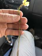Image of pitted stripeseed