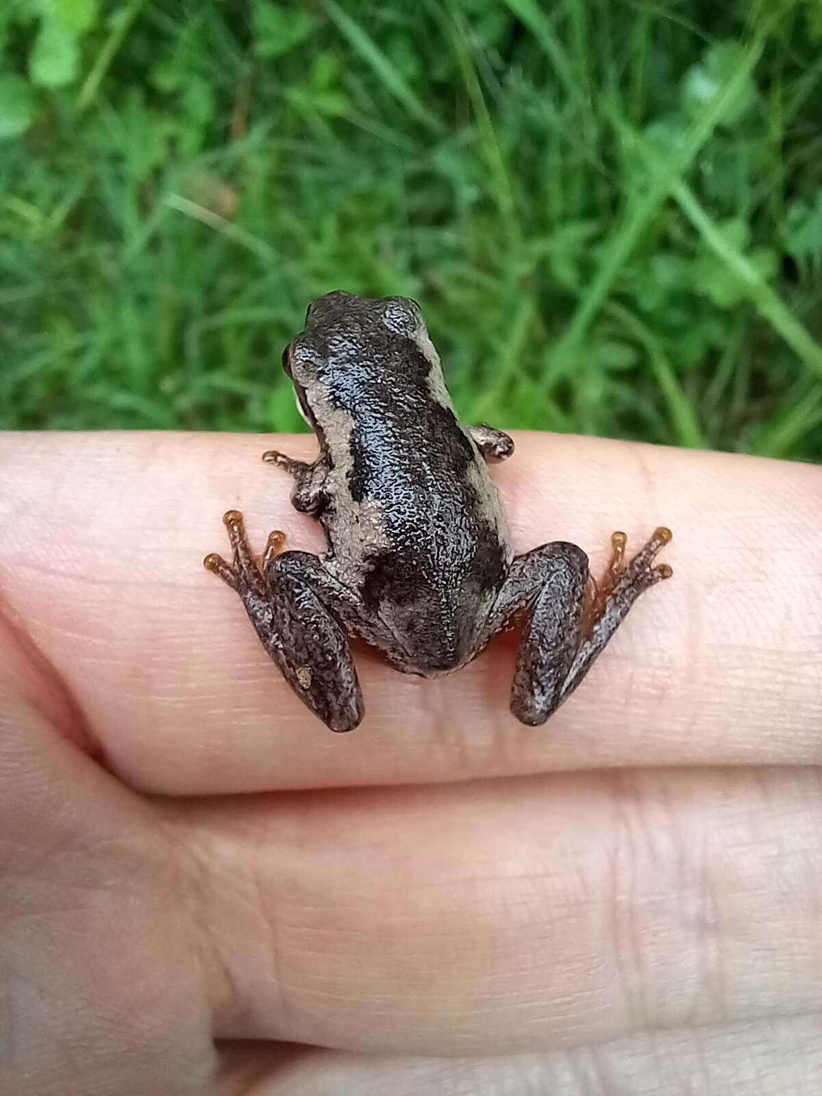 Image of Litoria quiritatus