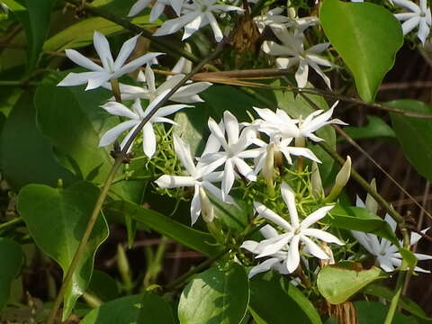 Imagem de Jasminum malabaricum Wight