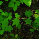 Image of Ribes maximoviczianum Kom.