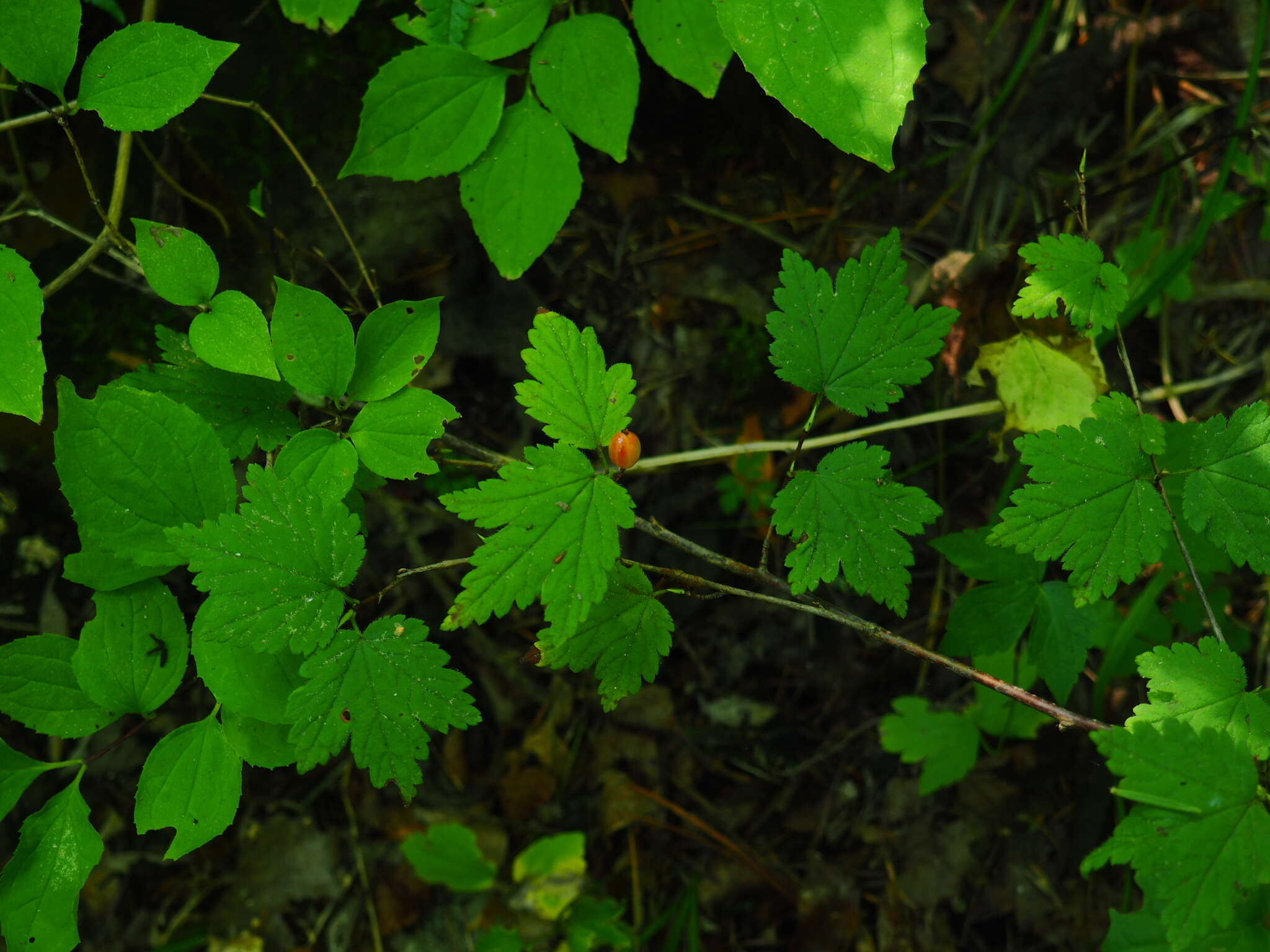 Image of Ribes maximoviczianum Kom.