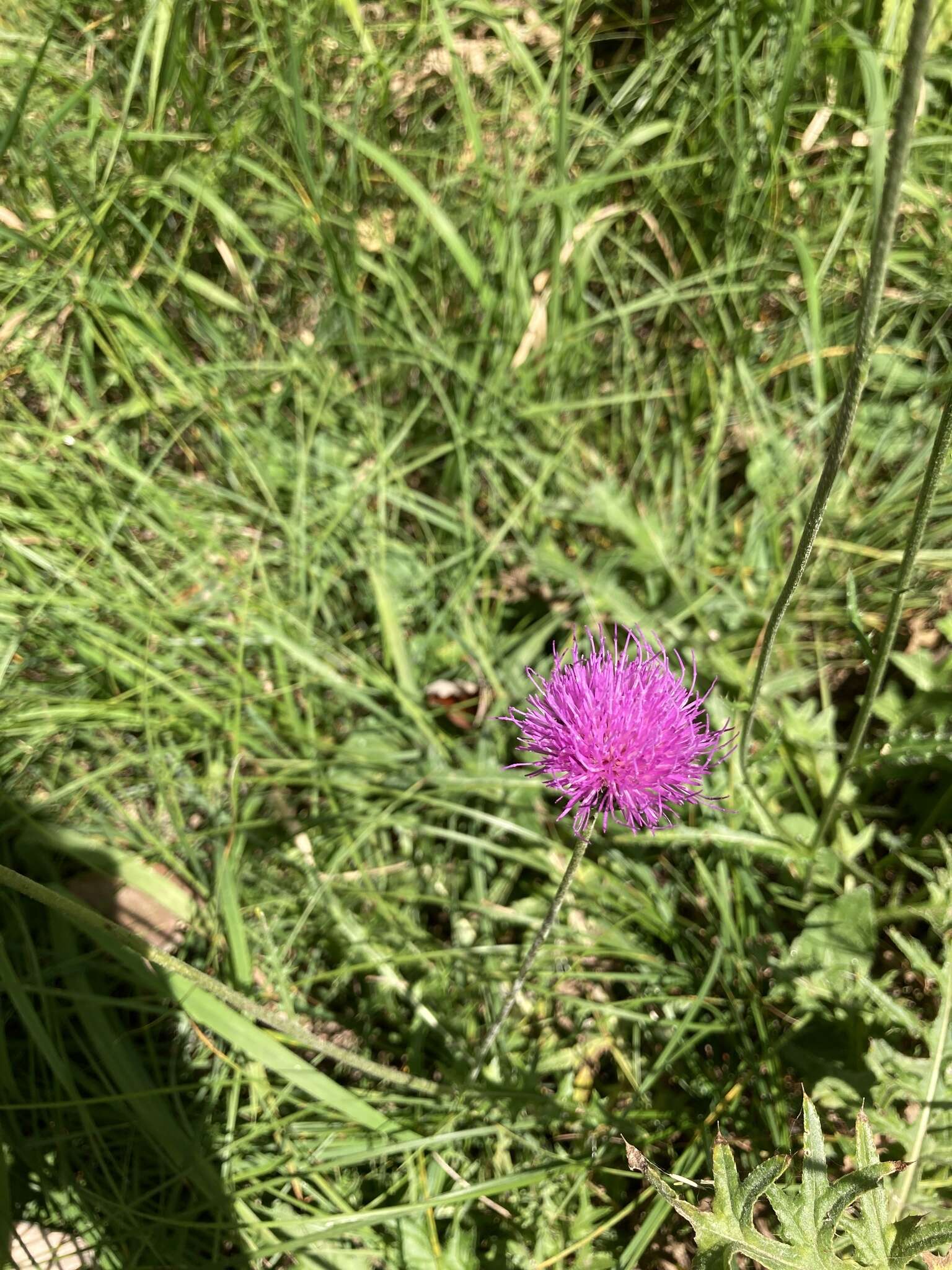 Image de Cirsium tuberosum (L.) All.