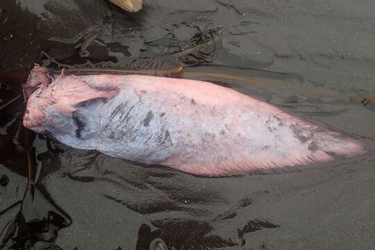 Image of Emarginate snailfish