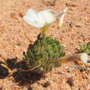 صورة Oxalis furcillata Salter