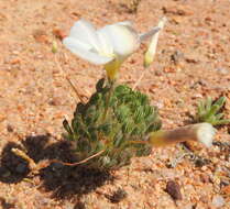 Image of Oxalis furcillata Salter