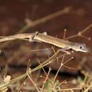 Image of Southern Phasmid Gecko