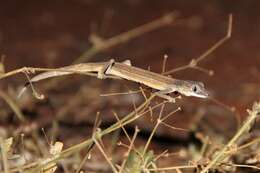 Image of Southern Phasmid Gecko