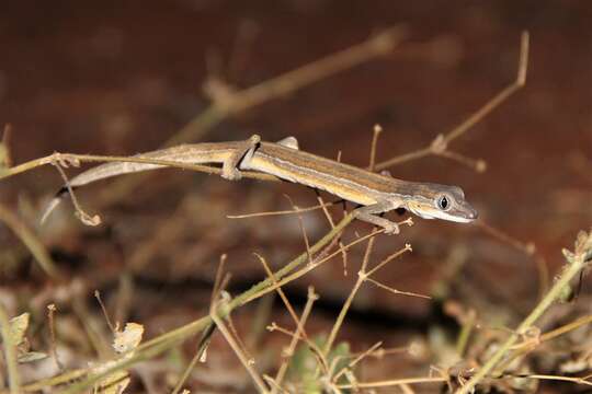 Image of Southern Phasmid Gecko