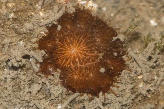 Image of False Pillow Coral