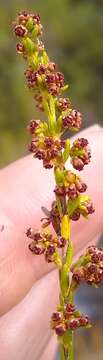 Erica subcapitata (N. E. Br.) E. G. H. Oliver resmi