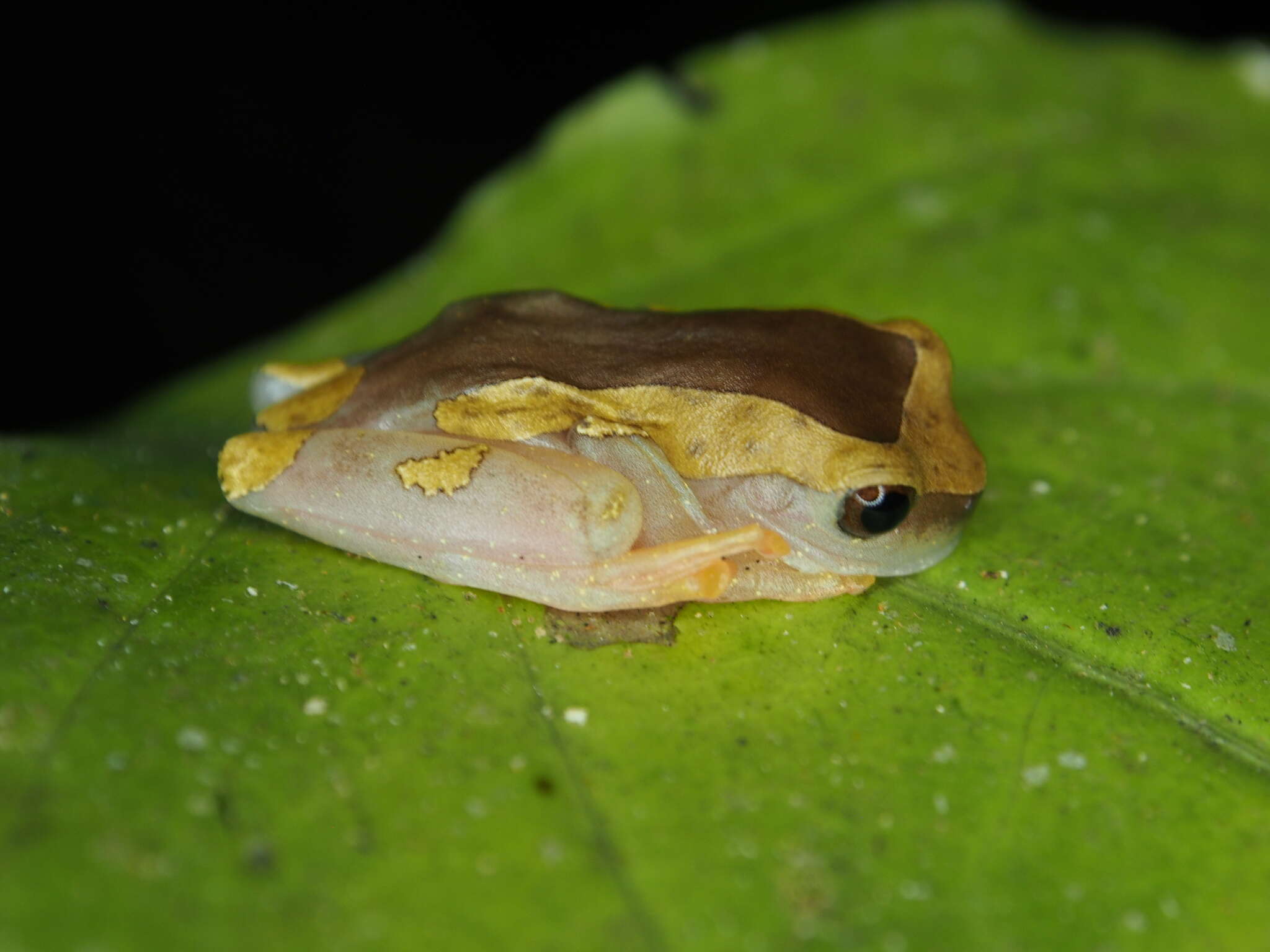 Image of Dendropsophus arndti Caminer, Milá, Jansen, Fouquet, Venegas, Chávez, Lougheed & Ron 2017