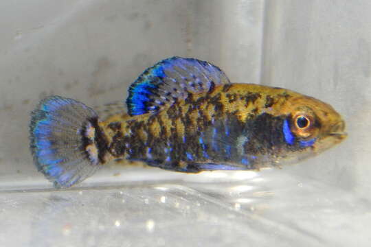 Image of Gulf Coast Pygmy Sunfish