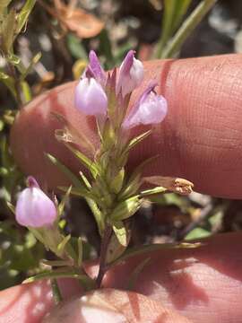 Imagem de Orthocarpus holmgreniorum (T. I. Chuang & Heckard) L. M. Schultz & F. J. Sm.