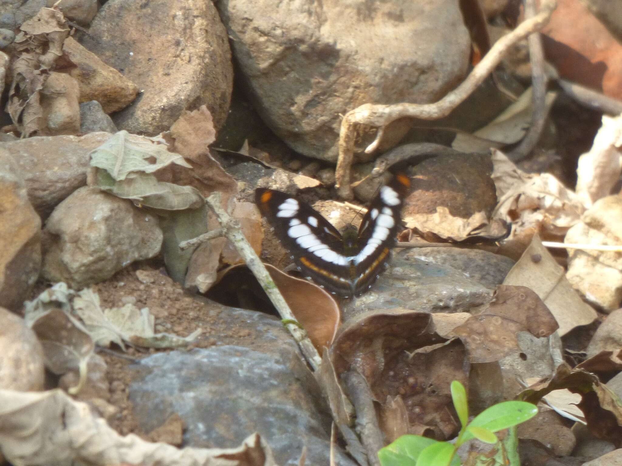 Image of Athyma inara