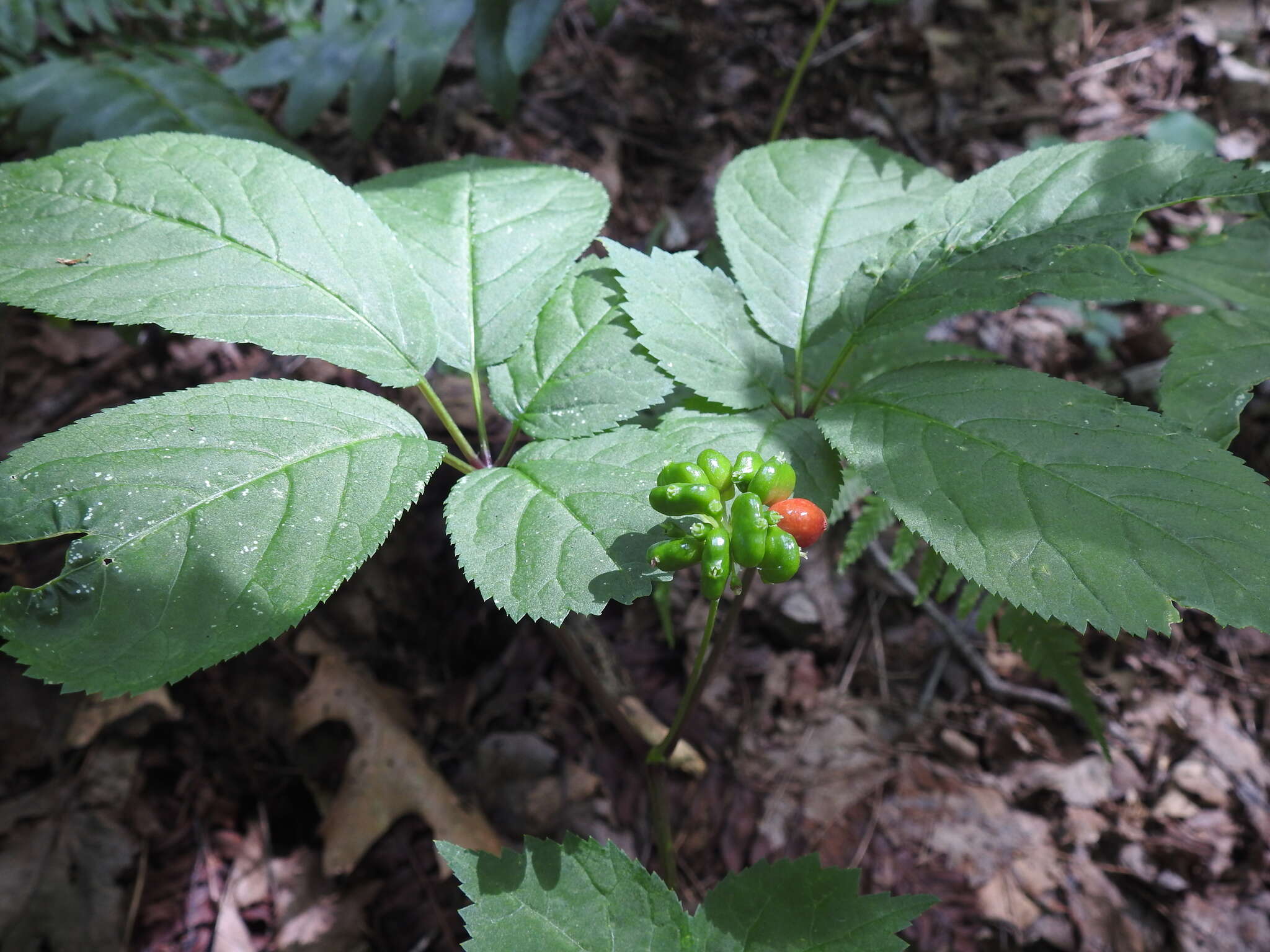 Image of American ginseng