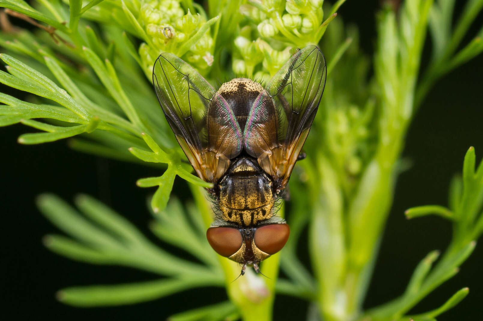 Imagem de Ectophasia crassipennis (Fabricius 1794)