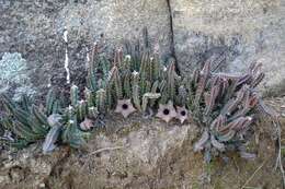 صورة Ceropegia hislopii (Turrill) Bruyns