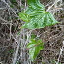 Слика од Dioscorea bryoniifolia Poepp.