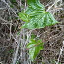 Dioscorea bryoniifolia Poepp. resmi