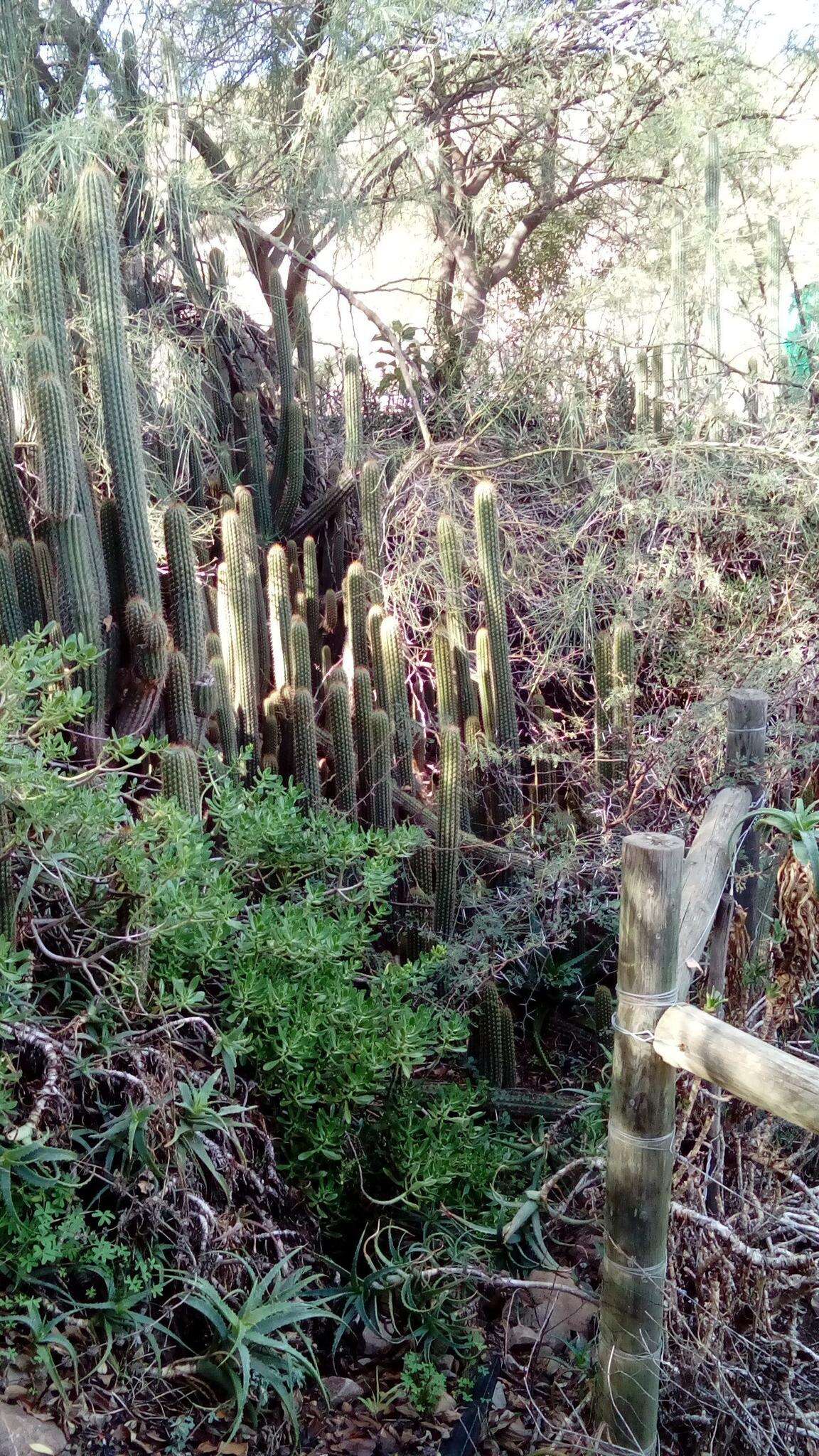 Plancia ëd <i>Trichocereus spachianus</i>