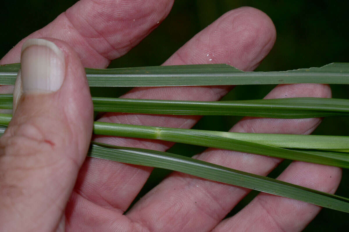 Image of smut grass